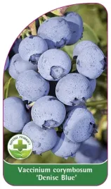 etykieta-szkolkarska-borowka-denise-blue-standard