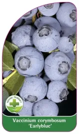 etykieta-szkolkarska-borowka-earlyblue-standard