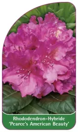 etykieta-szkolkarska-rhododendron-pearce-s-american-beauty