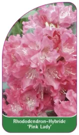 etykieta-szkolkarska-rhododendron-pink-lady