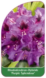 etykieta-szkolkarska-rhododendron-purple-splendour