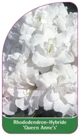 etykieta-szkolkarska-rhododendron-queen-anne-s