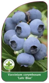 etykieta-szkolkarska-borowka-late-blue-standard
