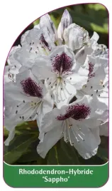 etykieta-szkolkarska-rhododendron-sappho