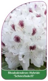 etykieta-szkolkarska-rhododendron-schneebukett