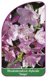 etykieta-szkolkarska-rhododendron-snipe