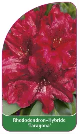 etykieta-szkolkarska-rhododendron-taragona-a