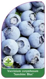 etykieta-szkolkarska-borowka-sunshine-blue-standard