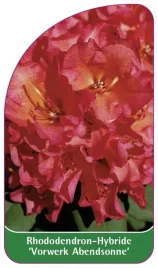 etykieta-szkolkarska-rhododendron-vorwerk-abendsonne
