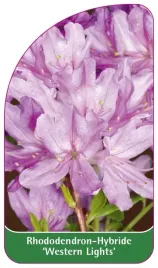 etykieta-szkolkarska-rhododendron-western-lights