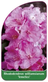 etykieta-szkolkarska-rhododendron-williamsianum-irmelies