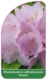 etykieta-szkolkarska-rhododendron-williamsianum-osmar