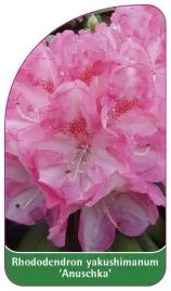 etykieta-szkolkarska-rhododendron-yakushimanum-anuschka