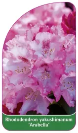 etykieta-szkolkarska-rhododendron-yakushimanum-arabella