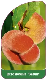 etykieta-szkolkarska-brzoskwinia-saturn