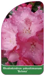 etykieta-szkolkarska-rhododendron-yakushimanum-belona