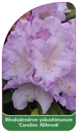 etykieta-szkolkarska-rhododendron-yakushimanum-caroline-allbrook