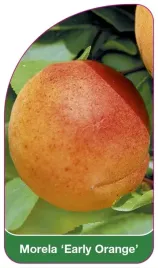 etykieta-szkolkarska-morela-early-orange
