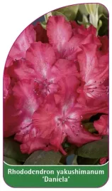 etykieta-szkolkarska-rhododendron-yakushimanum-daniela