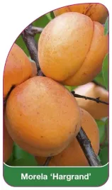 etykieta-szkolkarska-morela-hargrand