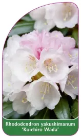 etykieta-szkolkarska-rhododendron-yakushimanum-koichiro-wada