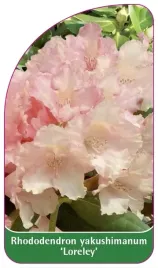 etykieta-szkolkarska-rhododendron-yakushimanum-loreley