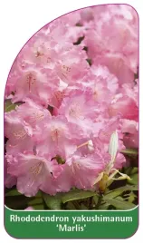 etykieta-szkolkarska-rhododendron-yakushimanum-marlis