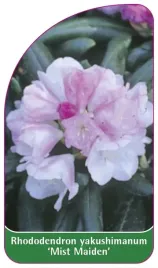 etykieta-szkolkarska-rhododendron-yakushimanum-mist-maiden