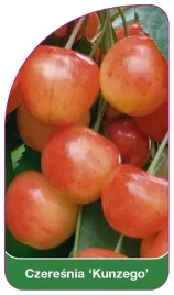 etykieta-szkolkarska-czeresnia-kunzego-b