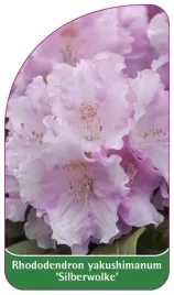 etykieta-szkolkarska-rhododendron-yakushimanum-silberwolke