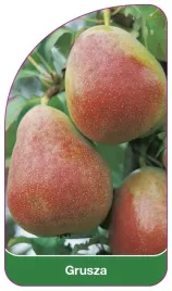 etykieta-szkolkarska-grusza-czerwona