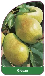 etykieta-szkolkarska-grusza-zielona