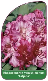 etykieta-szkolkarska-rhododendron-yakushimanum-tatjana
