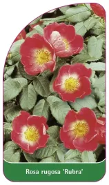 etykieta-szkolkarska-rosa-rugosa-rubra