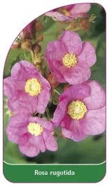 etykieta-szkolkarska-rosa-rugotida