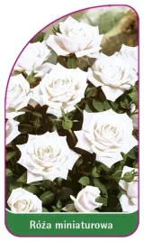 etykieta-szkolkarska-roza-miniaturowa-6005