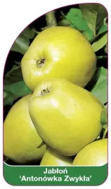 etykieta-szkolkarska-jablon-antonowka-zwykla