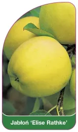 etykieta-szkolkarska-jablon-elise-rathke