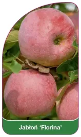 etykieta-szkolkarska-jablon-florina