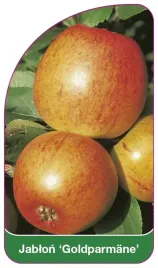 etykieta-szkolkarska-jablon-goldparmane