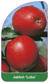 etykieta-szkolkarska-jablon-lobo-a