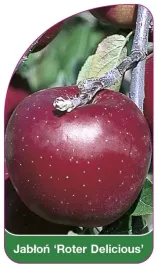 etykieta-szkolkarska-jablon-roter-delicious-a
