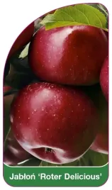 etykieta-szkolkarska-jablon-roter-delicious-b