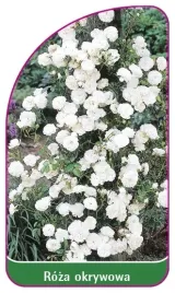 etykieta-szkolkarska-roza-okrywowa-296