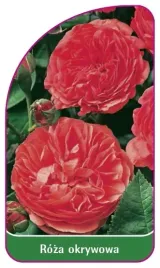 etykieta-szkolkarska-roza-okrywowa-298