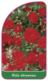 etykieta-szkolkarska-roza-okrywowa-301-b
