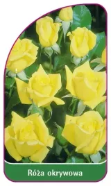 etykieta-szkolkarska-roza-okrywowa-303-a