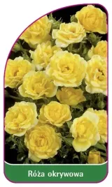 etykieta-szkolkarska-roza-okrywowa-303-b