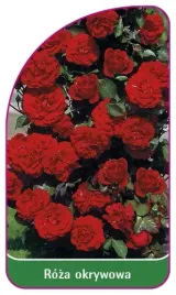 etykieta-szkolkarska-roza-okrywowa-306-a
