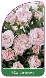 etykieta-szkolkarska-roza-okrywowa-308-a